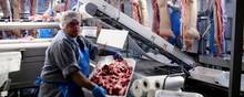 Produktionen på danske slagterier vokser hastigt. Branchen venter i år at slagte 1,1 mio. flere grise end i 2020, som også var et vækstår. Foto: Gregers Tycho