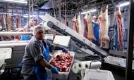 De danske slagterier og svineproducenter tjener lige nu styrtende med penge på grund af stigende eksport til Kina. Her er priserne imidlertid faldet lodret de seneste uger, så spørgsmålet er, hvor længe eksporteventyret varer. Foto: Gregers Tycho