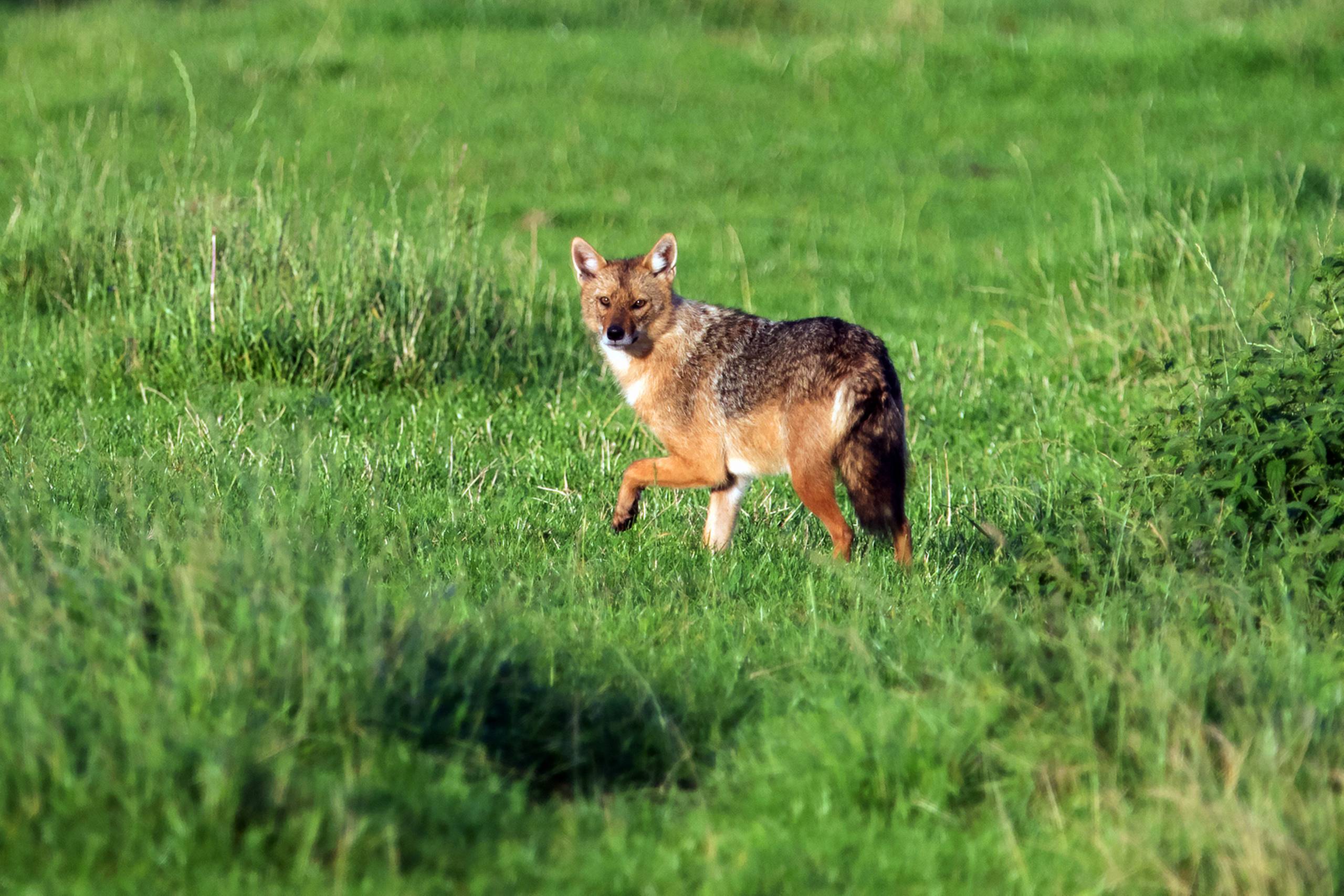 Guldsjakalen har været på spil igen. Foto: Carsten Clausen