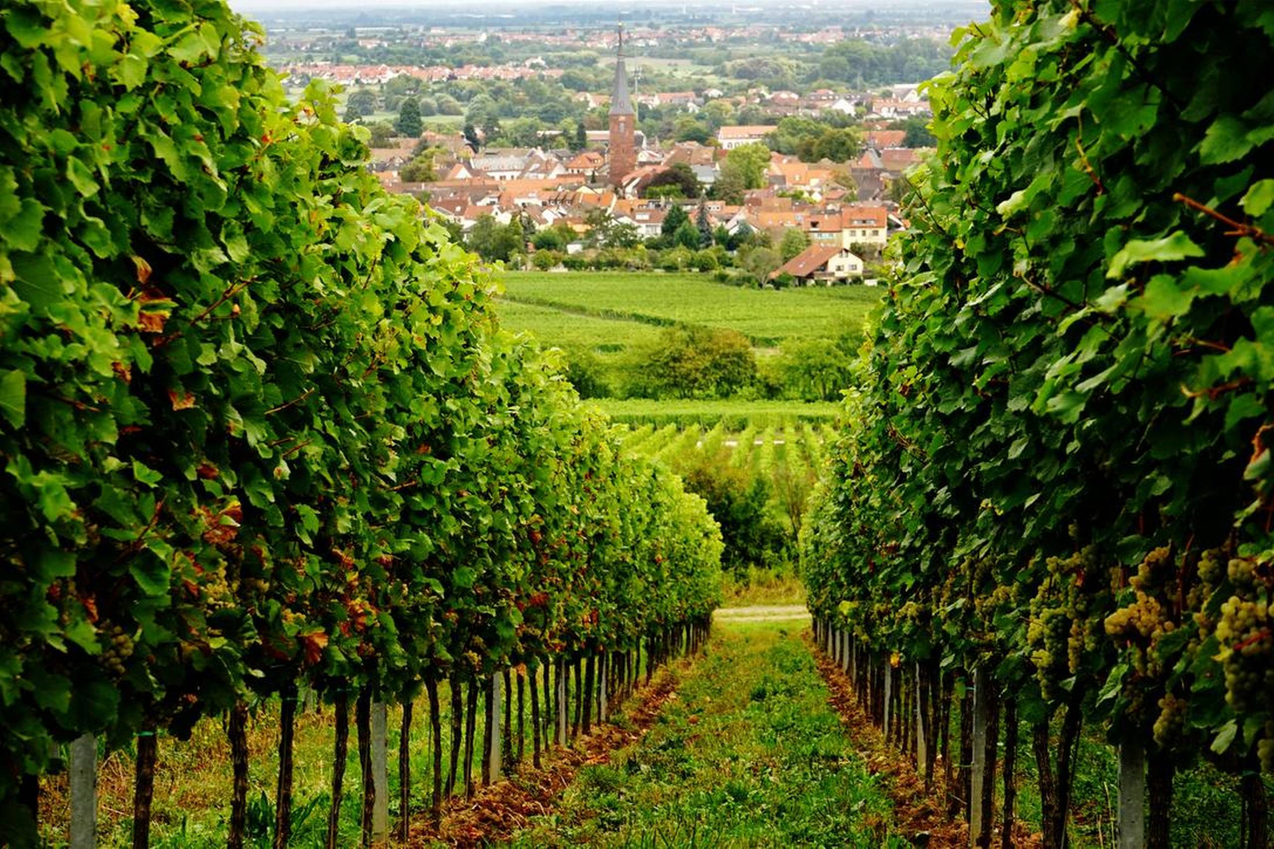 Mellem vinmarkerne ligger de hyggelige små vinbyer, her Deidesheim. Foto: Getty Images