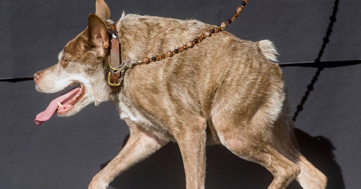 i-dag-skal-verdens-grimmeste-hund-k-res-jyllands-posten