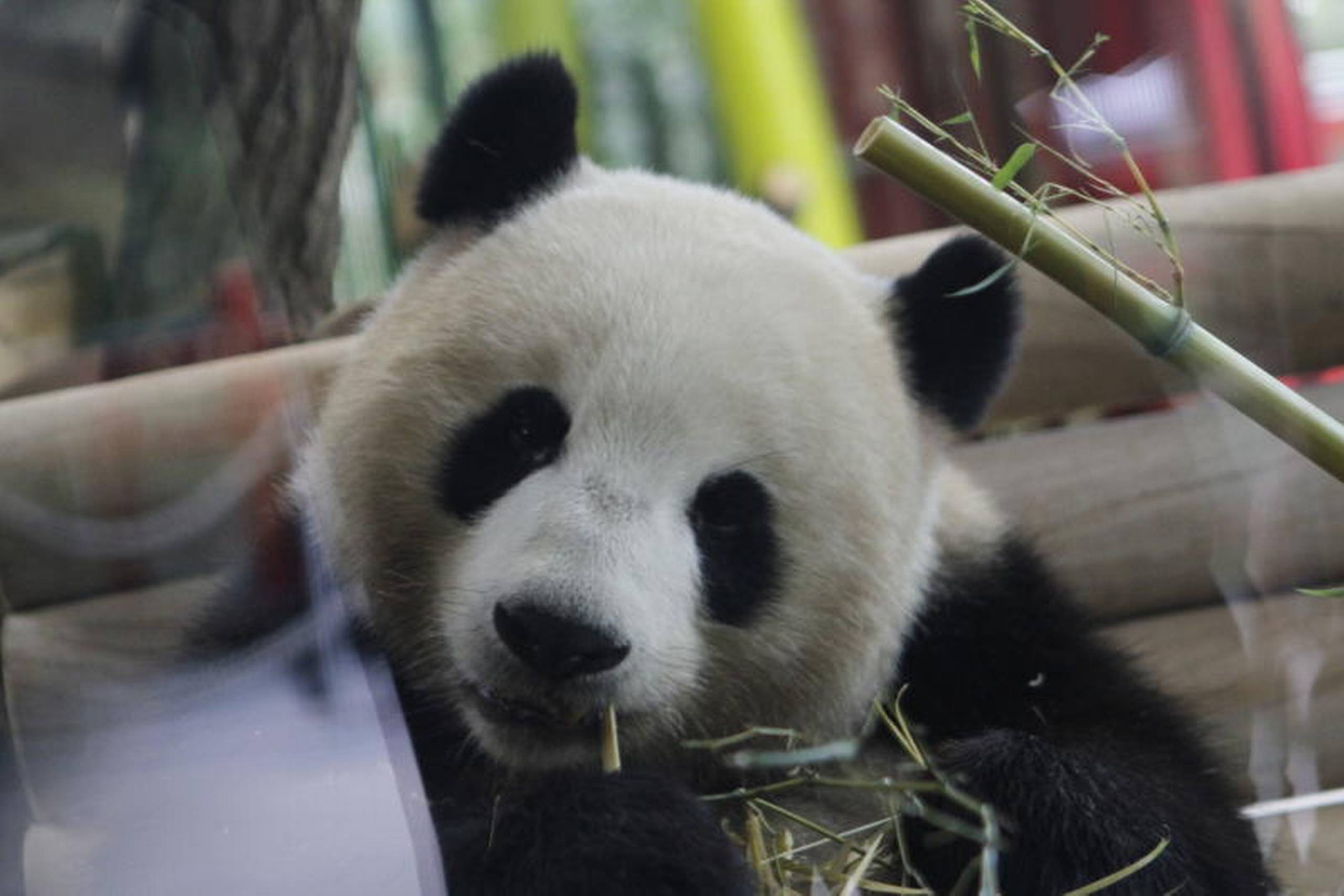 Meng Meng, den ene af de to pandabjørne, som Kina har skænket til Tyskland, bor nu i zoologisk have i Berlin. Foto: Simone Kuhlmey/Polfoto.