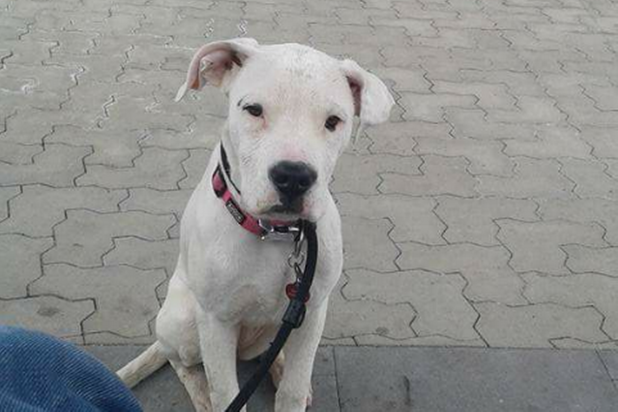 Hunden A-Iceberg af racen Dogo argentino. Foto: Giuseppe Perma
