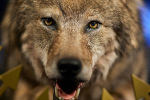 Mens der formentlig er amoriner i luften mellem to danske ulve, så er den positive nyhed, at der ikke er sket angreb mod husdyr i år. Noget tyder på, at indsatserne virker, mener minister.