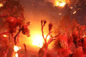 Kun fem procent af skovbrand nær Los Angeles er inddæmmet. 200 brandfolk er sat ind for at bekæmpe den.