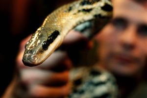 Dyrepasserne har nu gennemgået slangetemplet i et forsøg på at finde ud af, hvordan slangen slap ud.
