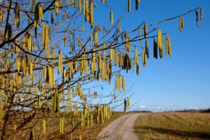 Sæsonen for kløende øjne og løbende næse som følge af pollen er begyndt tidligere end normalt - og for fuld styrke.
